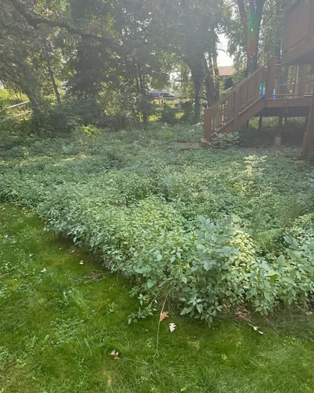 Gallery photos for Backyard Transformation with New Lawn Installation: Image #1