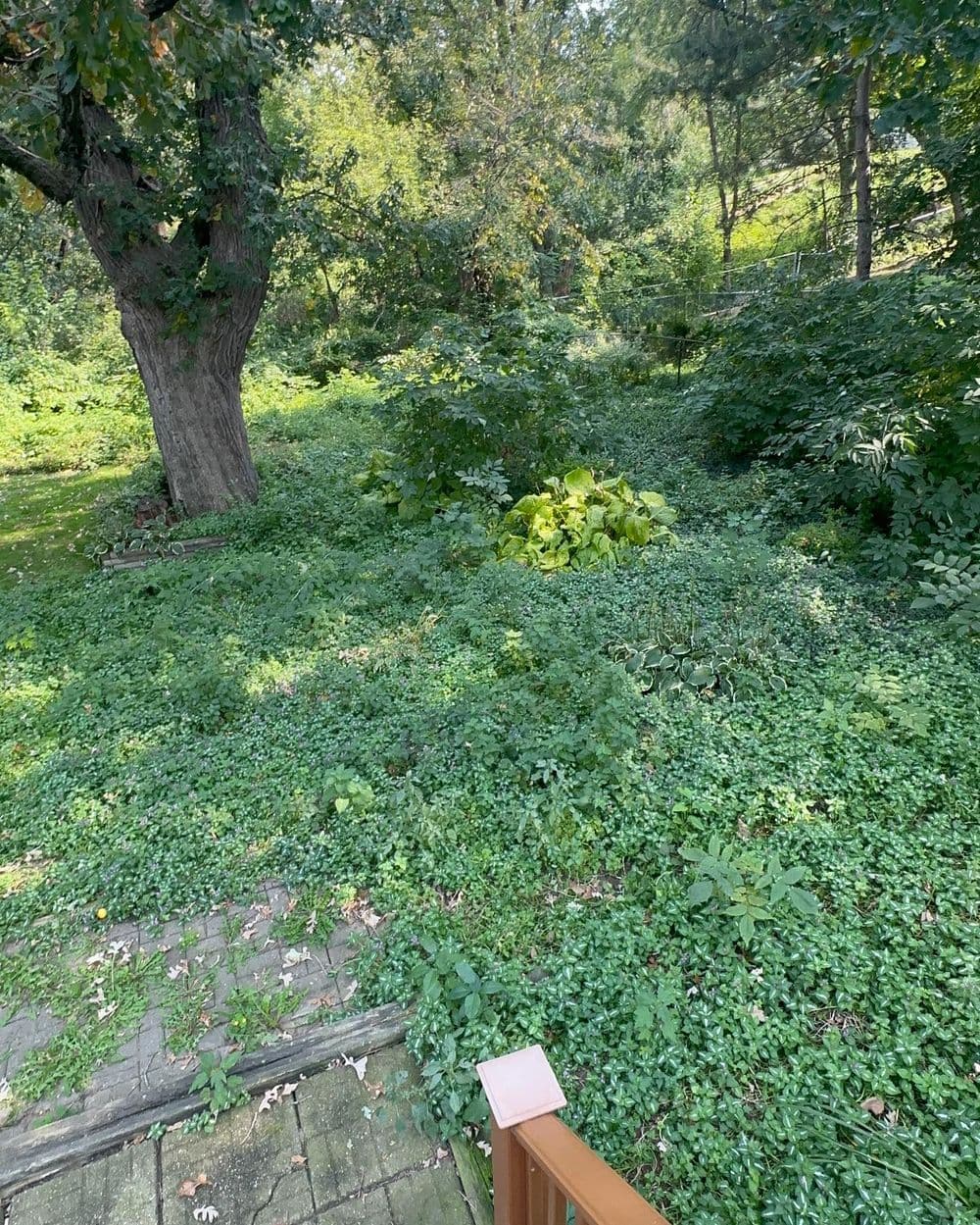 Gallery photos for Backyard Transformation with New Lawn Installation: Image #2