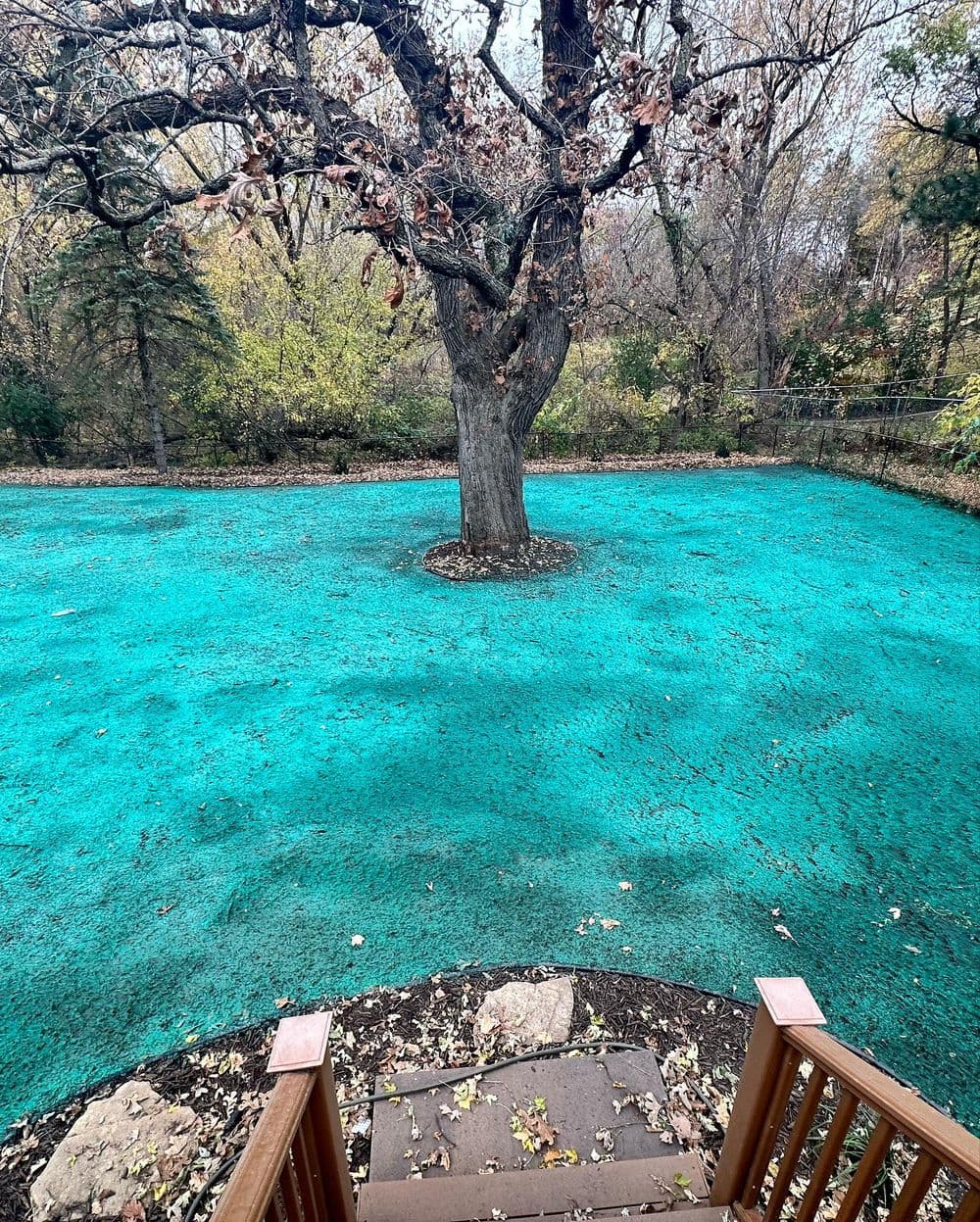 Gallery photos for Backyard Transformation with New Lawn Installation: Image #5